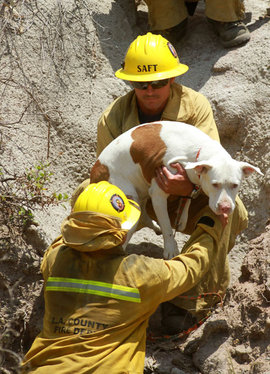 собака, спасатели