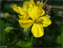 чистотел, лечения кожных болезней, лечит бородавки, что лечит сок чистотела, чесотка, экзема, грибок, фурункулез, герпес на губах, ванны с чистотелом, настой чистотела, пользу чистотела, чистотела есть и противопоказания