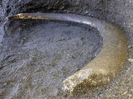 В Швейцарии строители нашли останки мамонта