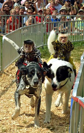 Обезьяны-жокеи