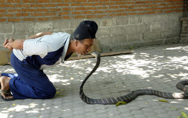 кобра, Сламет Рийяди