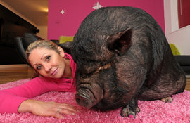 Джени Брайн, свинья