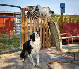 петух, собака