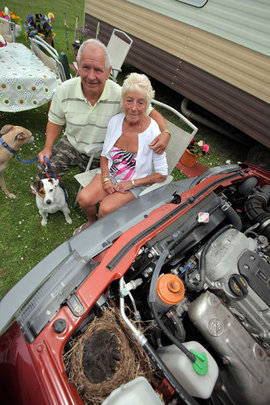 птица, машина