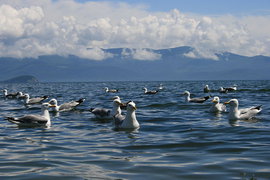 Ученые бьют тревогу: Байкал болен