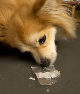 собака, бриллианты