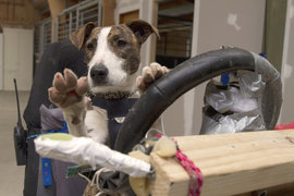 Машина, собака