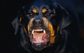 Житель Иркутска устроил "охоту" на детей со своим ротвейлером