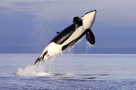 На Сахалине из ледового плена спасены четыре косатки