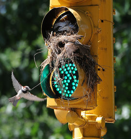 светофор, гнездо