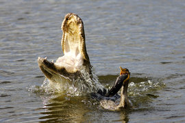 аллигатор, баклан