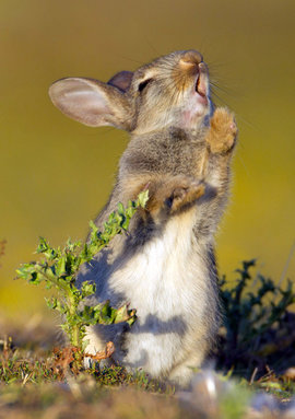 кролик, чертополох