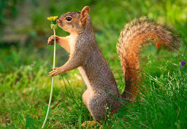 белка, одуванчик