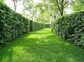 лавровый лист, лечение, сустав, врач, эфирное масло, лосьен, антисептик