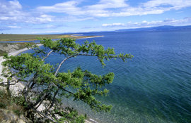 Сибирь страдает от налогов и "черных" лесорубов 