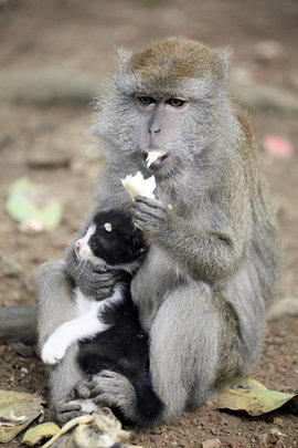 макака, котенок