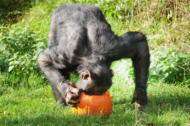 тыква, хэллоуин