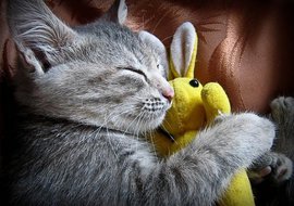 кот, спящий кот, кошка