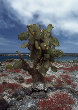 Галапагосские острова