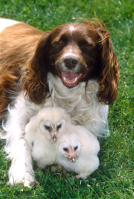 собака, совята