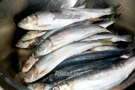 На Балтике будут больше ловить салаки и кильки