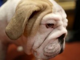 собаки, собакотерапия, отношения, США, стресс, дети, депрессия, собака - лучший друг