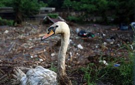В Тбилиси выяснили, какие районы больше всего пострадали от удара стихии