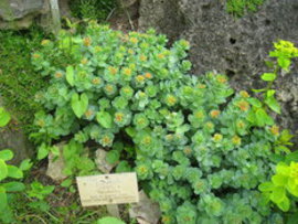 корень родиолы розовой, родиола розовая, золотым корнем, истощения организма, тяжелых заболеваний, настой корней, применение, применение корня родиолы розовой, настойку родиолы розовой