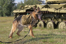 собака в армии