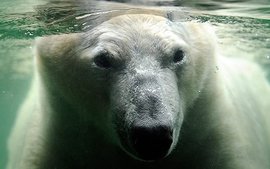 Белых медведей на Аляске поразила загадочная эпидемия