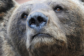 Медведь напал на двух детей в Приморье