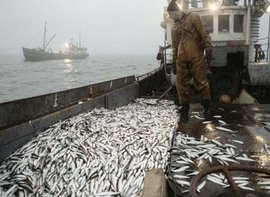 В Росрыболовстве подвели итоги полугодия