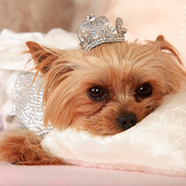 Рейтинг модных собачек