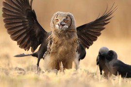 Сова, ворона, птицы