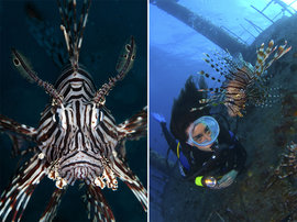 рыба‑зебра, полосатая крылатка, крылатка-зебра