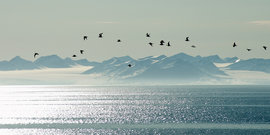 Арктика: Великое переселение насекомых