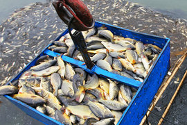 За экспорт российской рыбы придется доплачивать