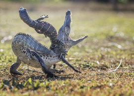 ящерица, крокодил