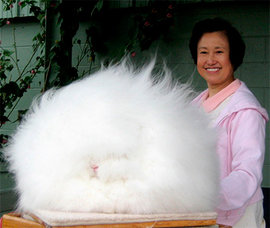 кролики,интернет-сенсации