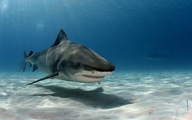 В Египте усилили меры по защите туристов от акул