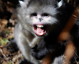 Самые странные животные планеты