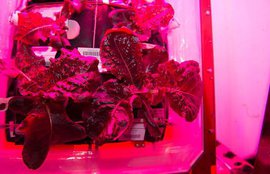 На Международной космической станции впервые отведали плоды внеземного урожая. ВИДЕО