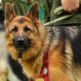 Четвероногий солдат