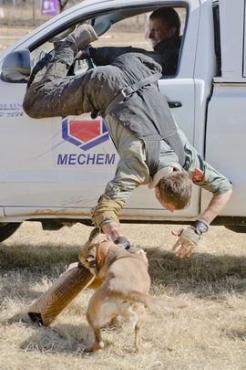 собаки, браконьеры