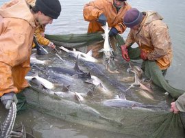 Глава Росрыболовства Илья Шестаков рассказал о масштабах добычи российских рыбаков