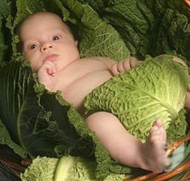 бесплодие, лечение бесплодия, мужское бесплодие, причины бесплодия, бесплодие у женщин, бесплодие у мужчин, лечу бесплодие, бесплодие отзывы, фикус, фикус бенджамина, щавель, фикус домашний