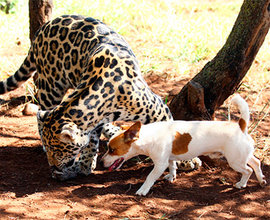 Чудеса дружбы