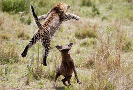 Леопард, бородавочник