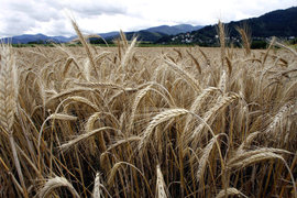 зерно, колосья, поле