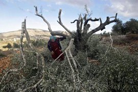 Израиль уничтожил тысячу оливковых плантаций на спорных с Палестиной территориях